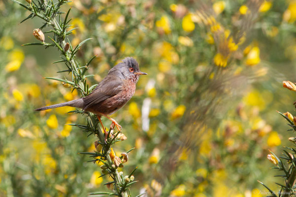 Fauvette pitchou — Curruca undata (Boddaert, 1783), (Saint-Martin-d'Oney (40), France, le 17/04/2025)