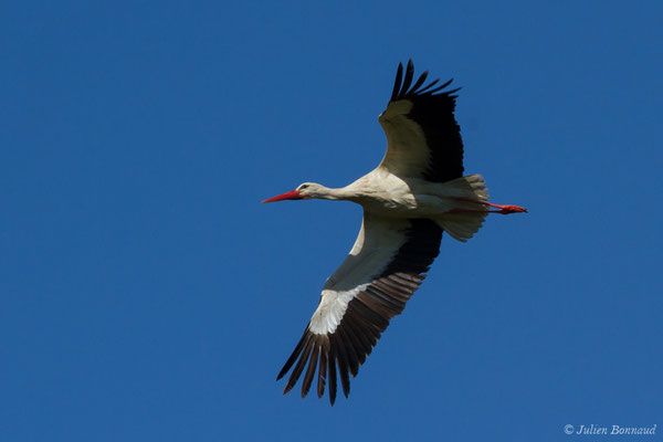 Cigogne blanche — Ciconia ciconia (Linnaeus, 1758), (Candresse (40), France, le 17/04/2018)