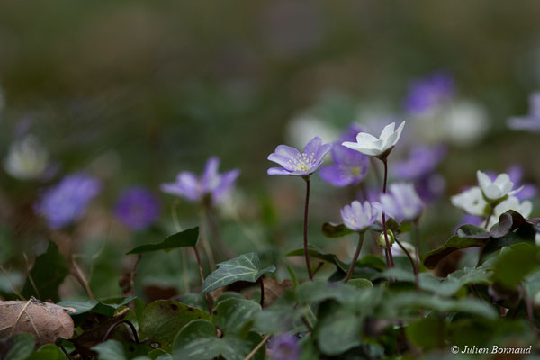 Anémone hépatique — Hepatica nobilis Schreb., 1771