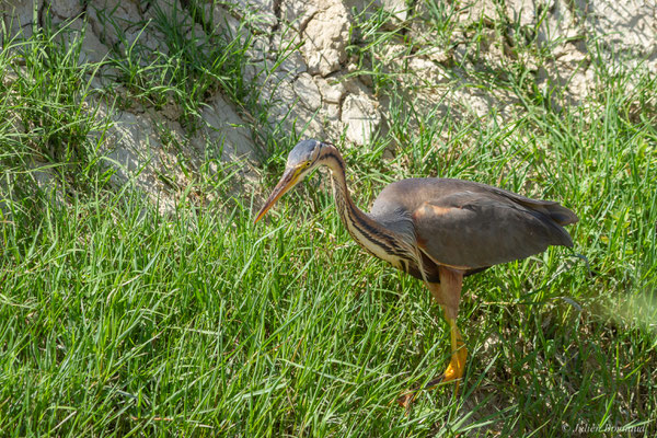 Héron pourpré — Ardea purpurea Linnaeus, 1766, (Parc Naturel du Delta de l'Ebre (Catalogne), Espagne, le 05/06/2022)
