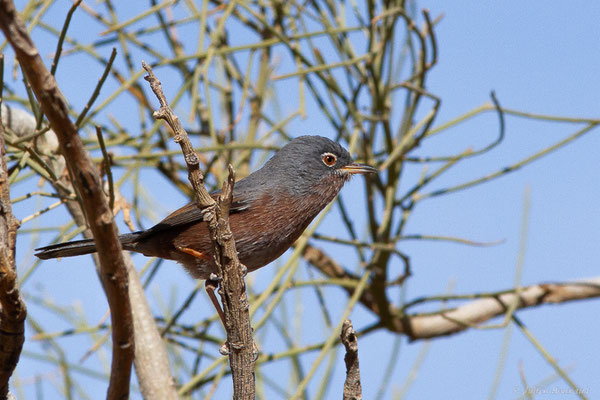 Fauvette de l'Atlas — Curruca deserticola (Tristram, 1859), (Msseyed (Guelmim-Oued Noun), Maroc, le 06/02/2024)