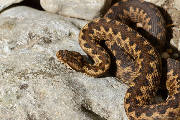 Vipère aspic de Zinniker – Vipera aspis zinnikeri (Kramer, 1958), (Urdos (64), France, le 07/05/2022)