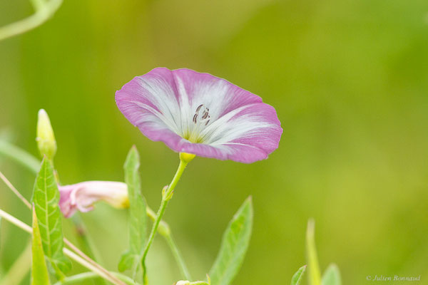 Liseron des champs — Convolvulus arvensis L., 1753, (Duhort-Bachen (40), France, le 14/06/2023)