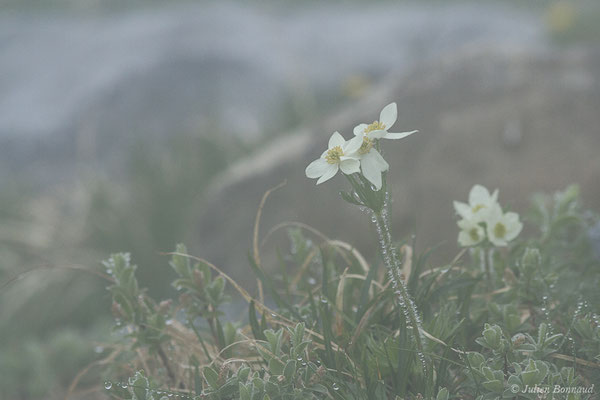 Anémone à fleurs de Narcisse — Anemonastrum narcissiflorum (L.) Holub, 1973