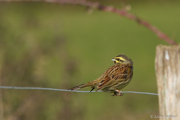 Bruant zizi — Emberiza cirlus Linnaeus, 1766, (mâle en pluamge nuptial) (Baie de Saint-Brieuc, Hillion (22), France, le 22/02/2018)