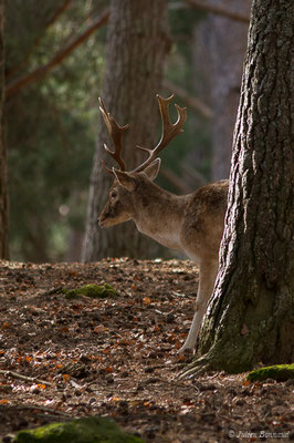 Daim européen – Dama dama (Linnaeus, 1758), (Parc faunistique Lacuniacha, Huesca, Espagne, le 09/02/2020)