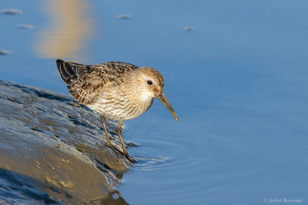 Bécasseau variable — Calidris alpina (Linnaeus, 1758)