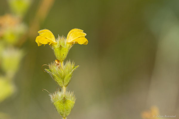 Lychnite — Phlomis lychnitis L., 1753