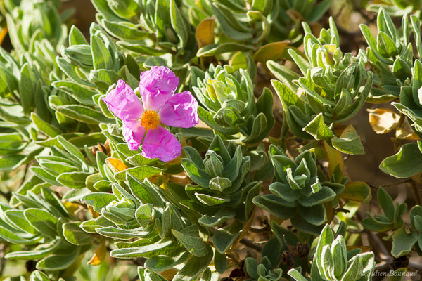 Ciste cotonneux — Cistus albidus L., 1753, (Notre-Dame du Mai, Six-Fours-les-Plages (83), France, le 02/02/2021)