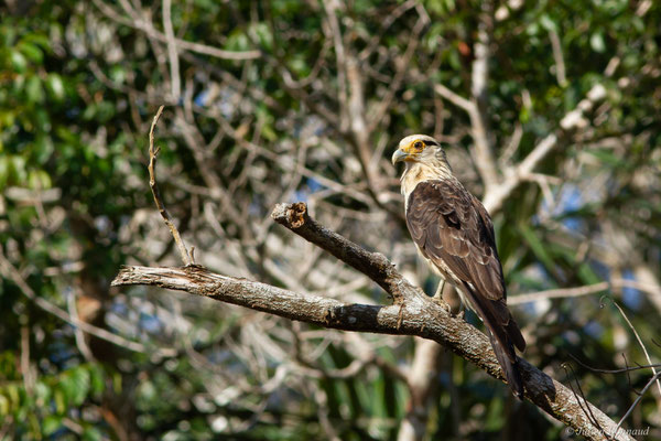 Caracara à tête jaune — Milvago chimachima (Vieillot, 1816), (adulte), (Iracoubo, Guyane, le 19/08/2016)