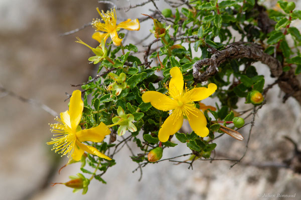 Millepertuis des Baléares — Hypericum balearicum L., 1753