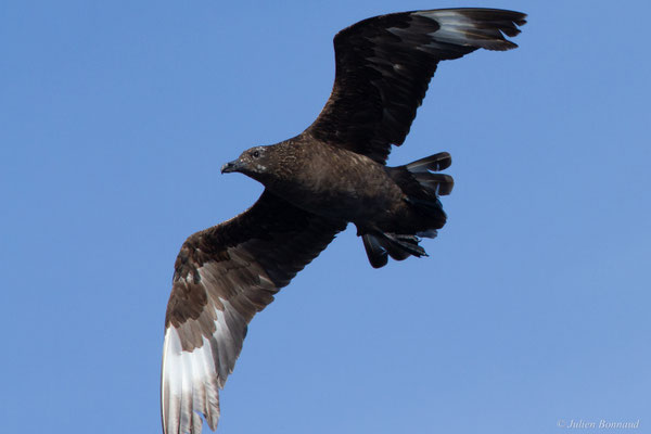 Grand Labbe — Stercorarius skua (Brünnich, 1764)
