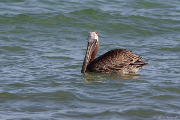 Pélican brun — Pelecanus occidentalis Linnaeus, 1766, (Saint-Anne, Guadeloupe, le 15/05/2016)