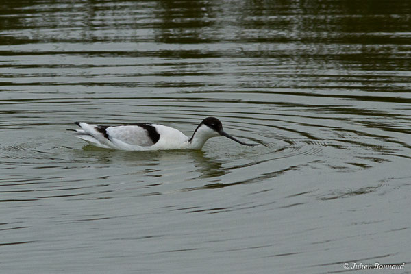 Avocette élégante — Recurvirostra avosetta Linnaeus, 1758, (adulte) (réserve ornithologique du Teich (33), France, le 23/01/2018)