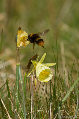 Bourdon des prés — Bombus pratorum (Linnaeus, 1761), (Ponson-Dessus (64), France, le 18/03/2018)