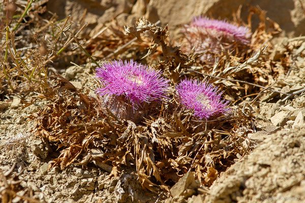 Carline à gomme, Atractyle à gomme — Carlina gummifera (L.) Less., 1832, (Tétouan (Tanger-Tétouan-Al Hoceïma), Maroc, le 27/09/2023)