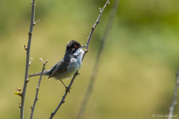 Fauvette mélanocéphale — Curruca melanocephala (Gmelin, JF, 1789), (mâle adulte) (Bidart (64), France, le 22/05/2019)