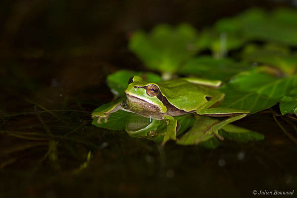 Rainette ibérique – Hyla molleri Bedriaga, 1889, (Tarnos (40), France, le 01/05/2021)
