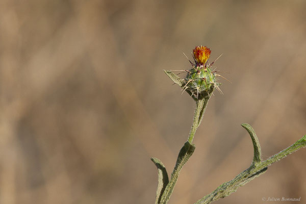 Centaurée de Malte — Centaurea melitensis L., 1753, (Tindaya, Fuerteventura, (Iles Canaries, Espagne), le 18/02/2022)