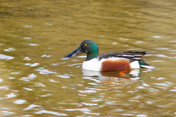 Canard souchet — Anas clypeata (Linnaeus, 1758)