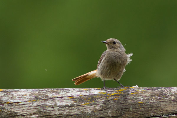 Rougequeue noir — Phoenicurus ochruros (Gmelin, SG, 1774), (Agos-Vidalos (65), France, le 25/05/2018)