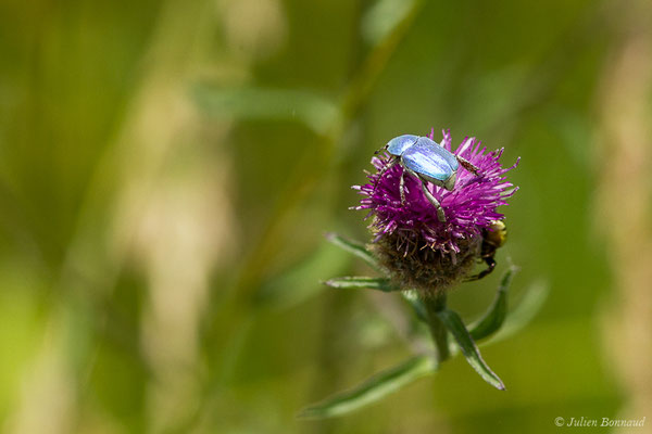 Hoplie bleue (Hoplia coerulea) (Lac (64), France, le 03/06/2020)