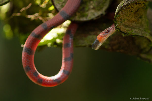 Siphlophide à tête orangée — Siphlophis compressus (Daudin, 1803), (mine d'or Dorlin, Maripassoula, Guyane, le 24/05/2017)