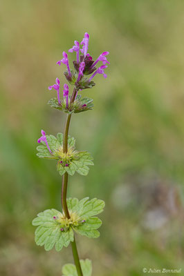 Lamier amplexicaule — Lamium amplexicaule L., 1753