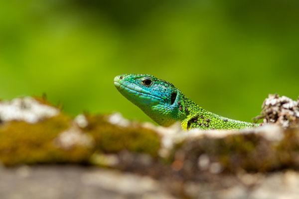 Lézard à deux raies — Lacerta bilineata (Daudin, 1802)