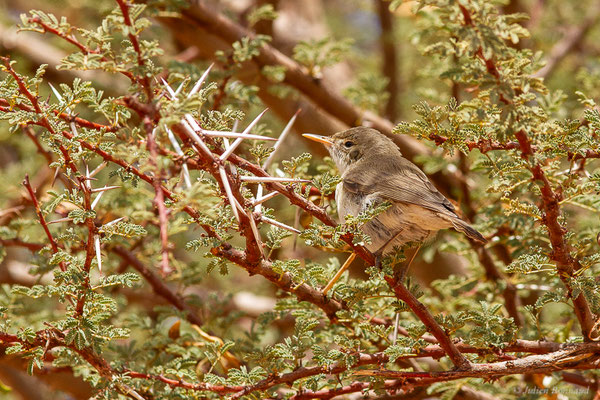 Hypolaïs obscure — Iduna opaca (Cabanis, 1850), (Msseyed (Guelmim-Oued Noun), Maroc, le 29/03/2024)