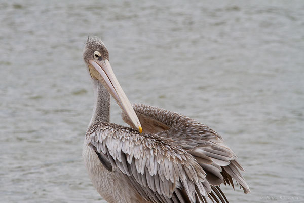 Pélican gris — Pelecanus rufescens Gmelin, 1789, (Réserve Africaine de Sigean (11), France, le 26/09/2024)