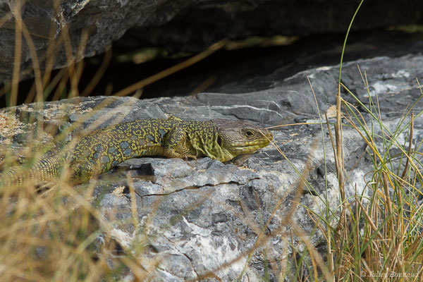 Lézard ocellé — Timon lepidus (Daudin, 1802)