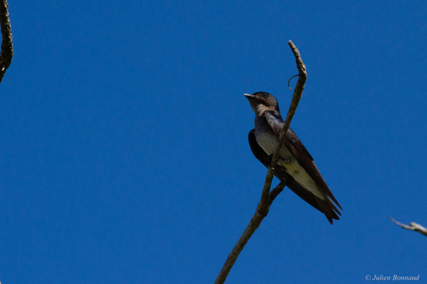 Hirondelle chalybée — Progne chalybea (Gmelin, 1789)