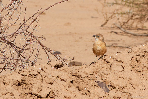 Cratérope fauve — Argya fulva (Desfontaines, 1789), (Tata (Souss-Massa), Maroc, le 08/02/2023)