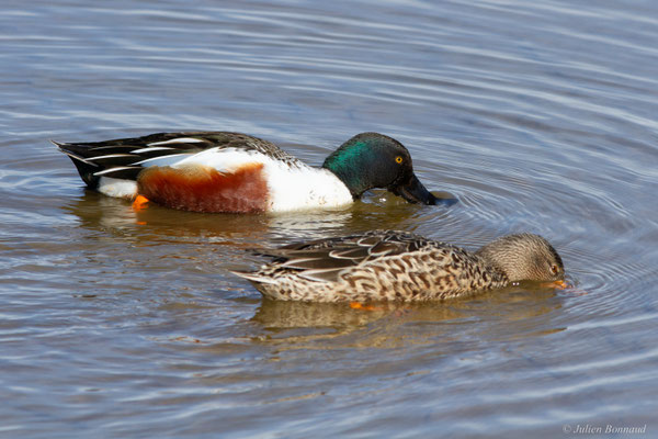Canard souchet — Anas clypeata (Linnaeus, 1758)