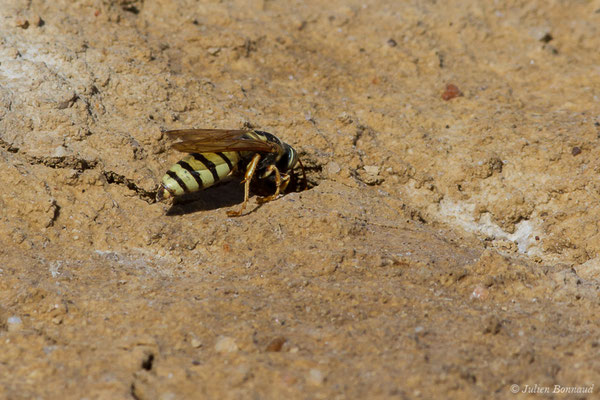 Bembex à rostre – Bembix rostrata (Linnaeus, 1758), (Reserve naturelle des Lagunes de Villafáfila (Castille-et-León), Espagne, le 01/08/2020)