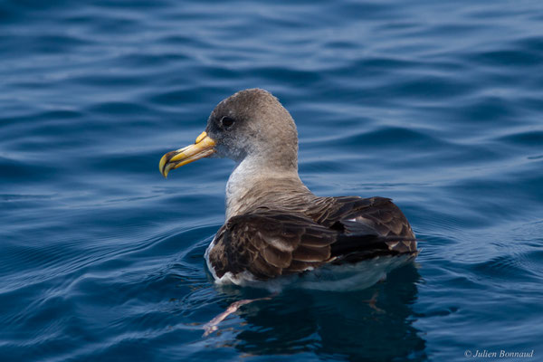 Puffin cendré — Calonectris diomedea (Scopoli, 1769), (Sagres (Vila do Bispo), (Algarve), Portugal, le 31/08/2018)