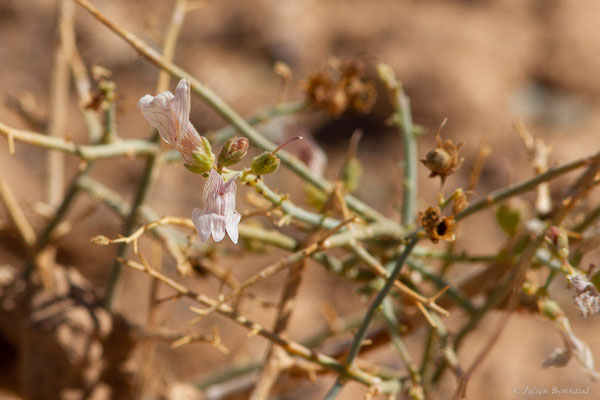 Acanthorrhinum ramosissimum (Coss. & Durieu) Rothm., (Tata (Souss-Massa), Maroc, le 08/02/2023)