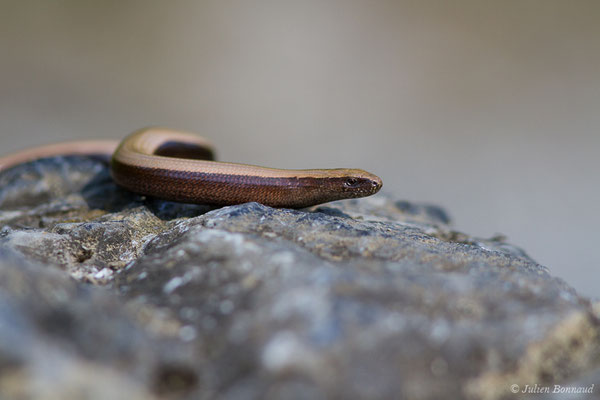 Orvet fragile — Anguis fragilis (Linnaeus, 1758)