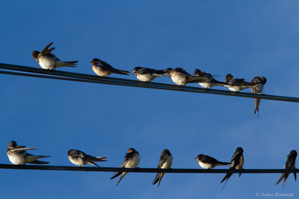 Hirondelle rustique — Hirundo rustica Linnaeus, 1758