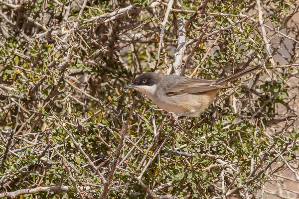 Fauvette orphée — Curruca hortensis (J.F. Gmelin, 1789), (Msseyed (Guelmim-Oued Noun), Maroc, le 29/03/2024)