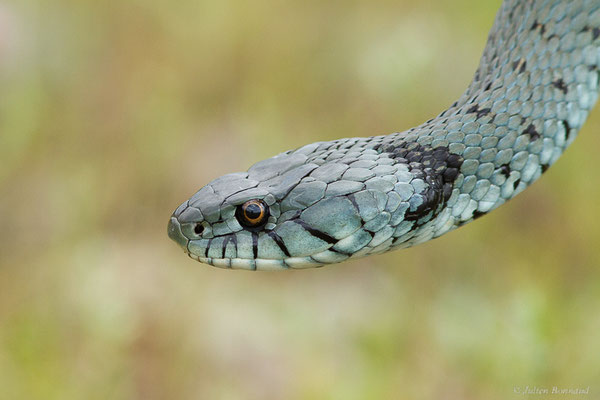 Couleuvre helvétique — Natrix helvetica (Lacepède, 1789)