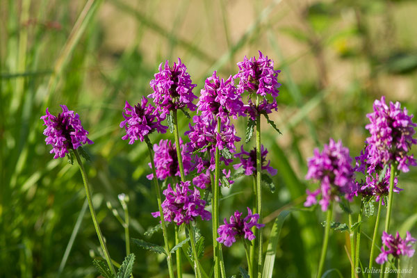 Épiaire officinale – Betonica officinalis L., 1753, (Cuqueron (64), France, le 06/05/2020)