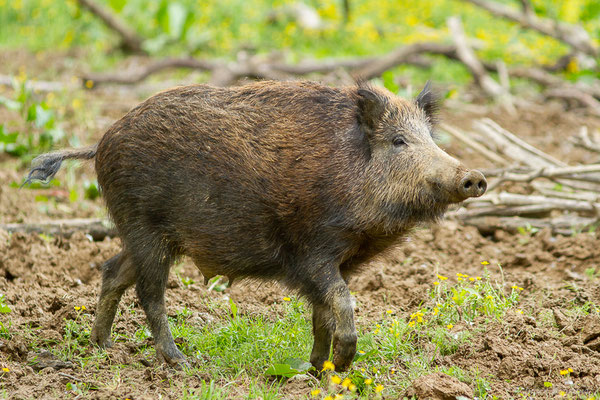 Sanglier — Sus scrofa Linnaeus, 1758, (La Ferme aux Cerfs, Le Houga (32), France, le 10/05/2023)