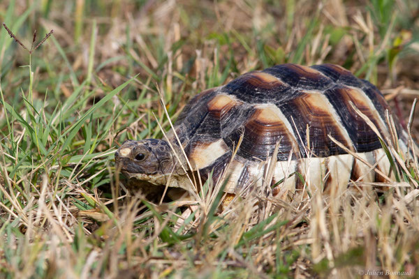 Tortue marginée — Testudo marginata Schoepff, 1793, (juvénile), (animal captif)