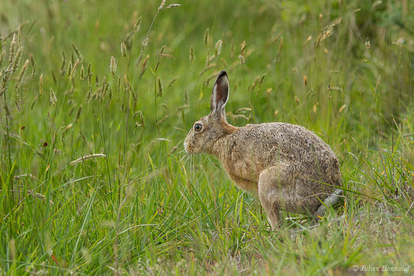 Lièvre d'Europe — Lepus europaeus Pallas, 1778, (Monségur (40), France, le 23/05/2019)