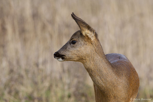 Chevreuil européen – Capreolus capreolus (Linnaeus, 1758), (Braud-et-Saint-Louis (33), le 06/03/2018)