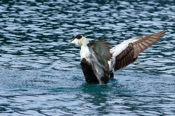 Eider à duvet — Somateria mollissima (Linnaeus, 1758), (Ciboure (64), France, le 05/04/2024)