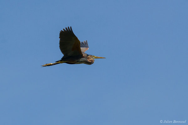 Héron pourpré — Ardea purpurea Linnaeus, 1766, (Mézières-en-Brenne (36), France, le 13/06/2021)