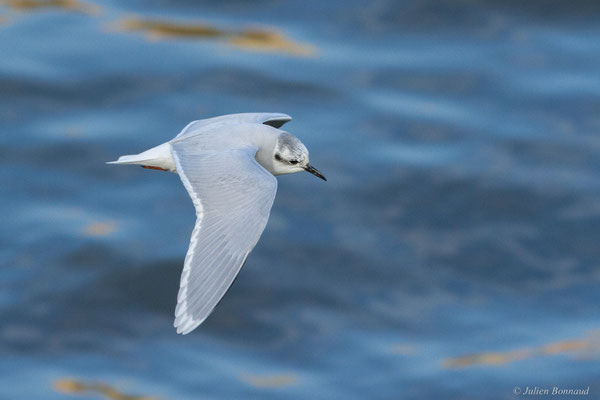 Mouette pygmée — Hydrocoloeus minutus (Pallas, 1776)